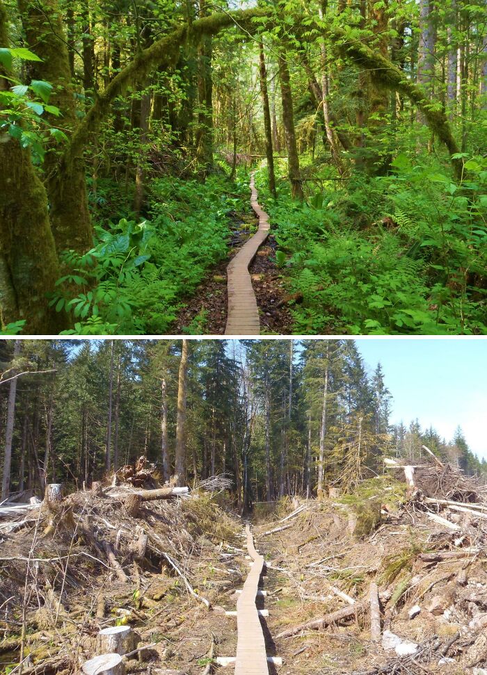Camino de madera que muestra comparación de diversidad inesperada de la vida entre bosque denso y zona deforestada.