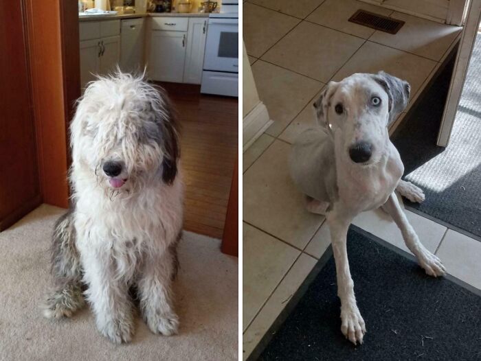 Perros mostrando diversidad inesperada de la vida con diferentes tipos de pelaje y apariencia en interiores.