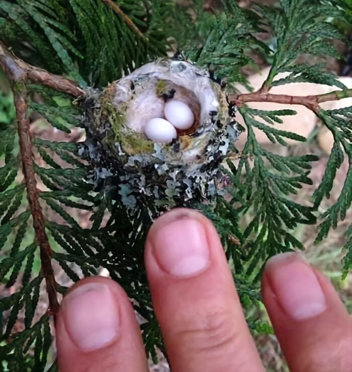 Nido pequeño con dos huevos en rama de conífera, mostrando comparaciones de la diversidad inesperada de la vida.