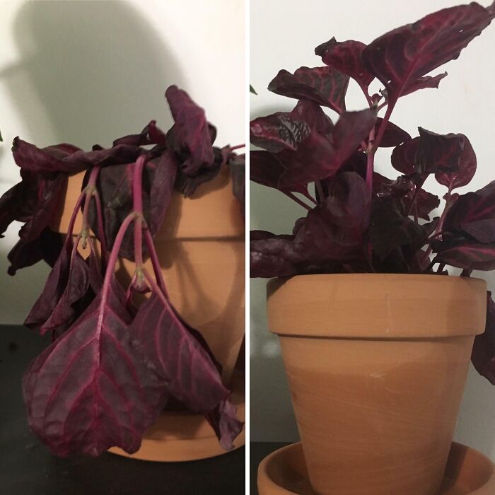 Planta con hojas moradas marchitas y saludables en maceta de barro mostrando diversidad inesperada de la vida.