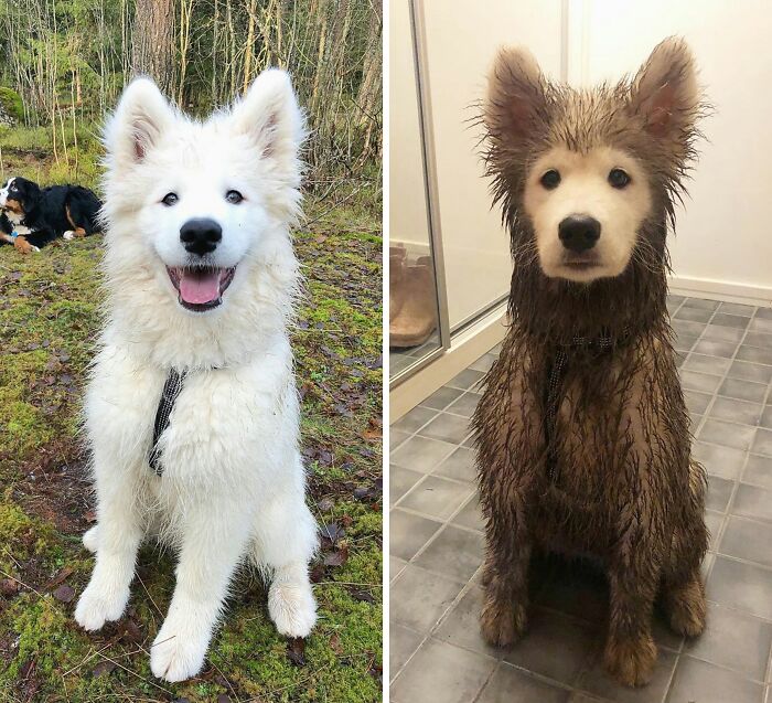 Perro blanco limpio en la naturaleza comparado con el mismo perro cubierto de barro mostrando diversidad inesperada.