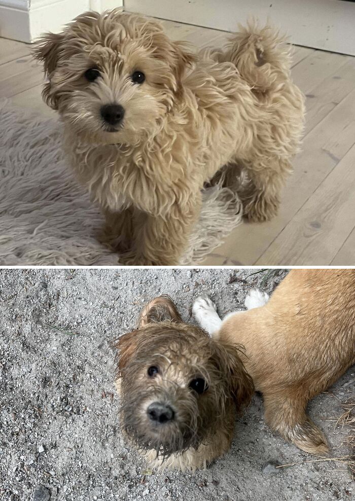 Perro de pelaje rizado en dos estados diferentes mostrando la diversidad inesperada de la vida en comparación.