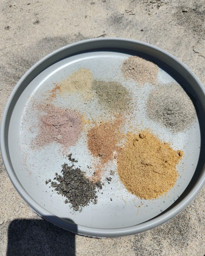 Diversidad inesperada de la vida mostrada en diferentes tipos de arena con variados colores y texturas en un plato.