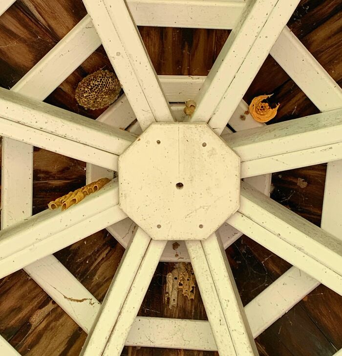Nidos de avispas en estructuras de madera mostrando la diversidad inesperada de la vida en espacios ocultos.