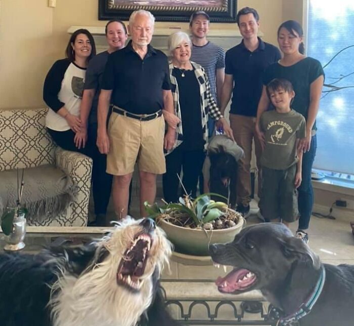 Perros arruinando la foto familiar perfecta divertidamente mientras mascotas roban toda la atención y el protagonismo.