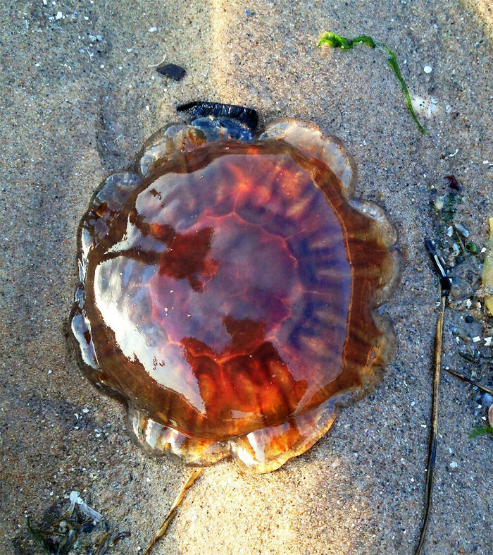 Medusa encontrada en la playa, un hallazgo inesperado durante visitas a la orilla del mar y la arena.