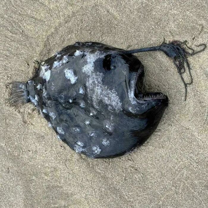 Pez abisal encontrado en la playa, una de las veces que la gente halló algo inesperado en la costa.