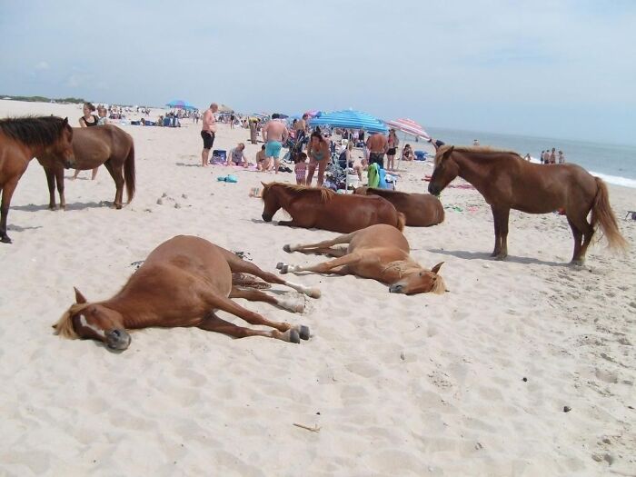 Caballos descansando en la playa, un hallazgo inesperado que sorprende a las personas en la costa arenosa.