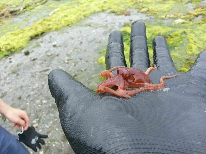 Pulpo pequeño encontrado inesperadamente en la playa, sostenido con guante negro frente a un fondo con algas.