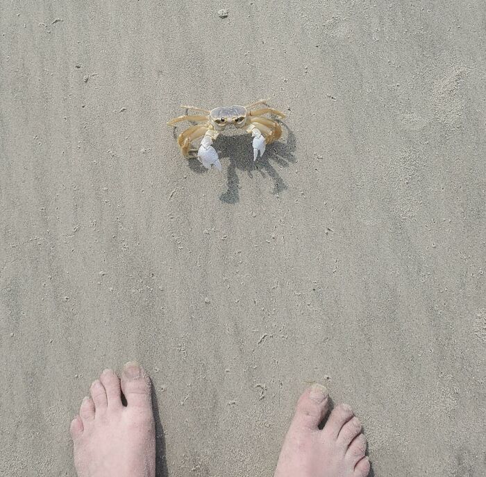 Cangrejo en la arena cerca de dos pies, una inesperada sorpresa encontrada en la playa.