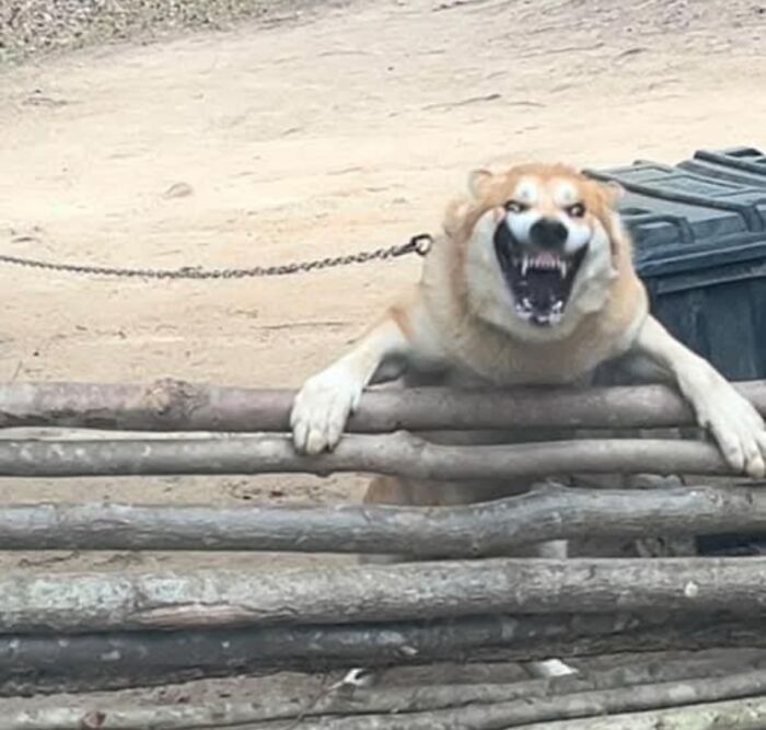Este perro se está volviendo loco (al ver a otro perro)