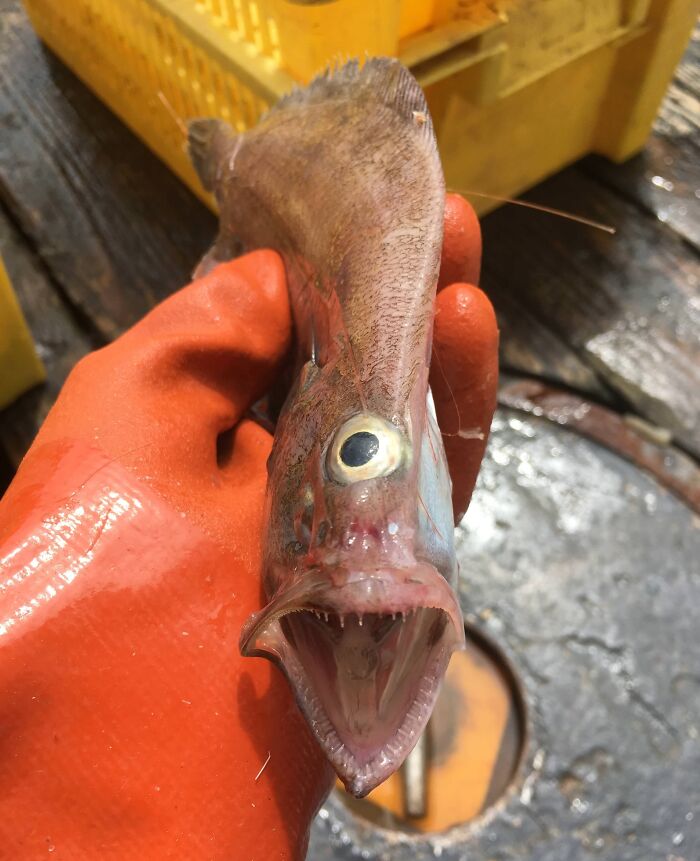 Mi amigo trabaja en un barco de pesca y me acaba de enviar esta abominación
