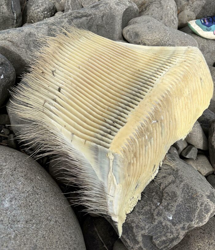 Objeto marino extraño encontrado en la playa entre piedras, ejemplo de hallazgos inesperados en la playa.