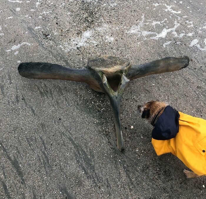 Perro con impermeable amarillo inspecciona extraña pieza ósea encontrada en la playa, hallazgo inesperado en la arena.