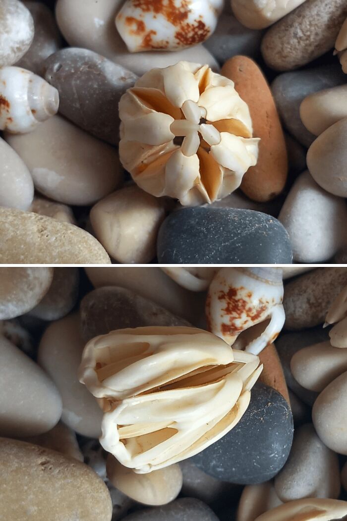 Crustáceo extraño encontrado en la playa entre piedras lisas y conchas, mostrando un hallazgo inesperado y sorprendente.