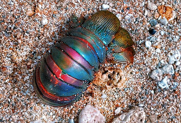 Crustáceo iridiscente encontrado en la playa, uno de los hallazgos más inesperados en la arena entre piedras y conchas.