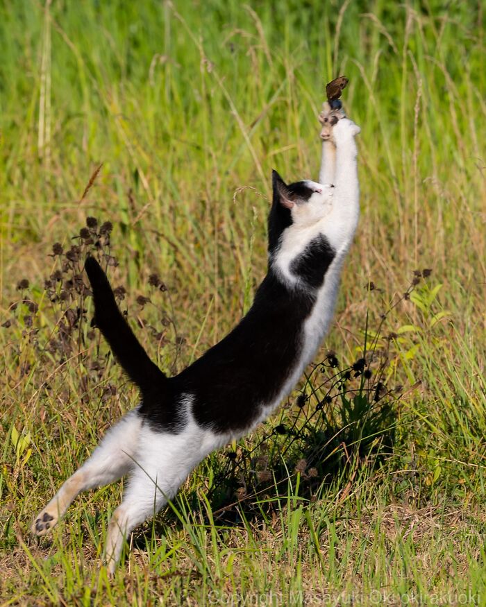 Gato callejero de Tokio saltando para atrapar una mariposa en un campo con vegetación verde.