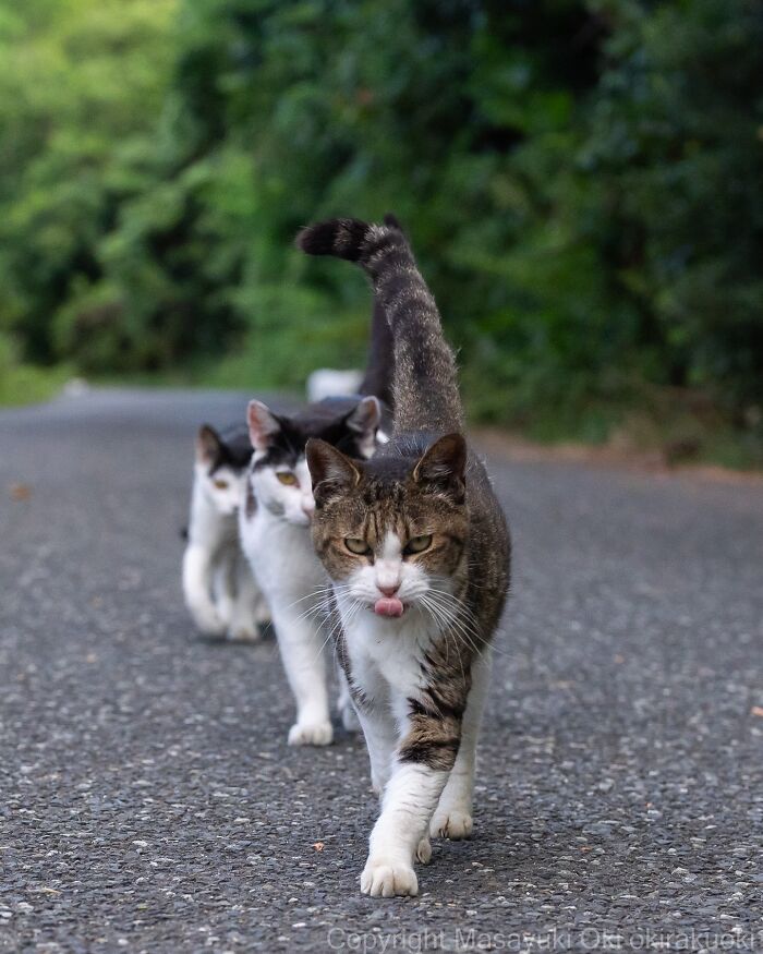 Gatos callejeros de Tokio caminando en fila sobre una calle con fondo de vegetación al atardecer