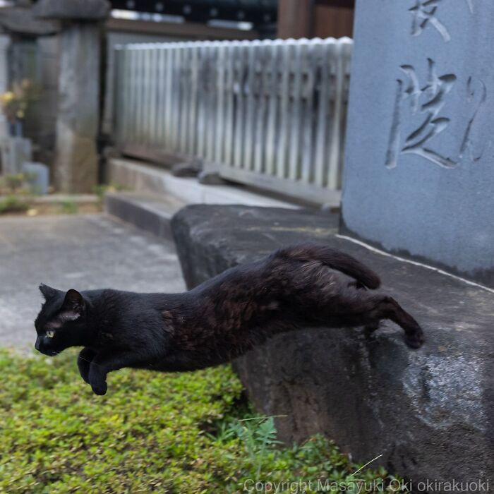 Gato callejero negro saltando en un entorno urbano de Tokio, mostrando la vida de los gatos callejeros en la ciudad.
