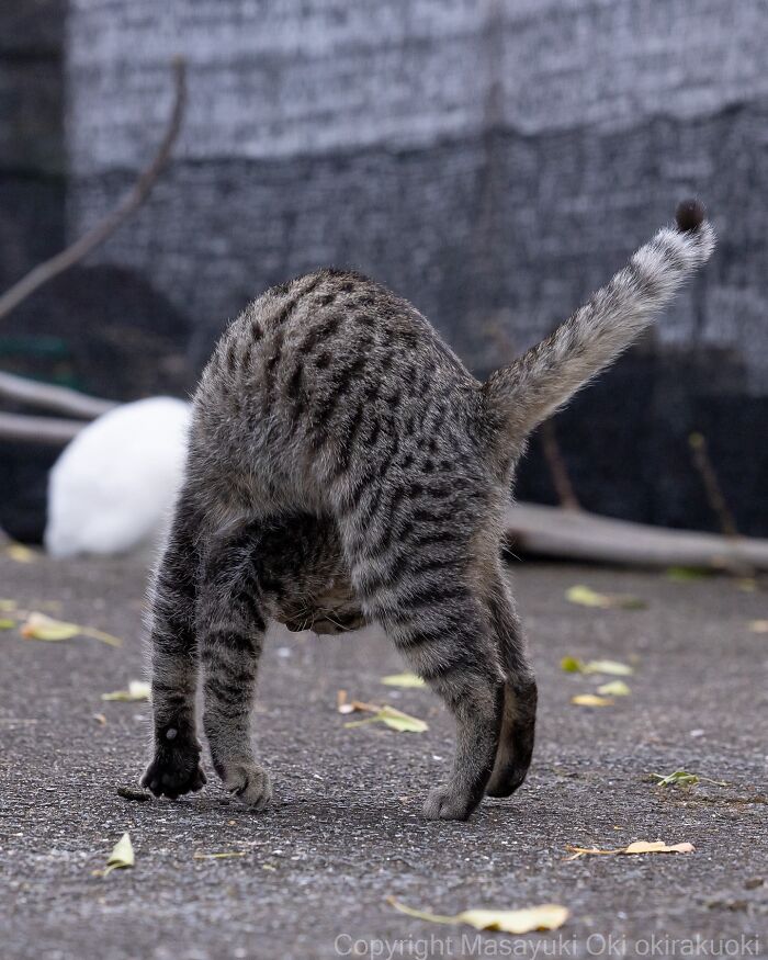 Gato callejero de Tokio con pelaje atigrado, caminando en la calle entre hojas secas y fondo urbano desenfocado.