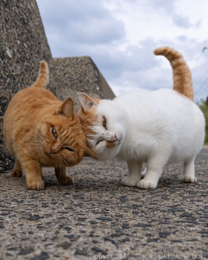 Dos gatos callejeros de Tokio en una calle de cemento, interactuando juntos bajo cielo nublado.