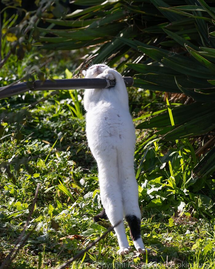 Gato callejero de Tokio estirándose y jugando al aire libre entre plantas en un entorno natural urbano.