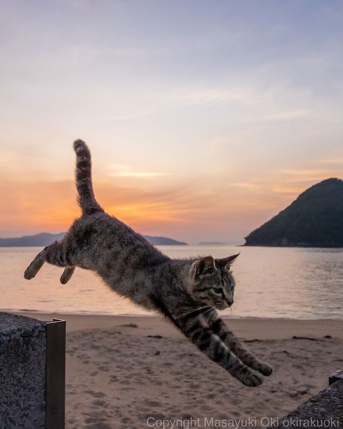 Gato callejero de Tokio saltando al atardecer junto al mar, vida urbana y natural en fotografía de Masayuki Oki.