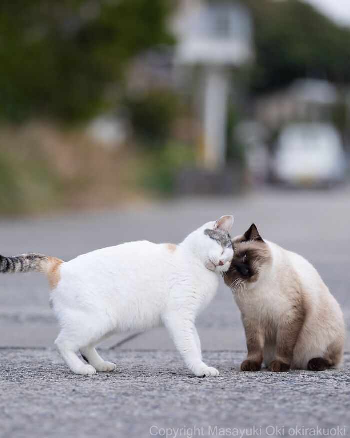 Dos gatos callejeros de Tokio interactuando en la calle, mostrando la vida de los gatos callejeros en la ciudad.