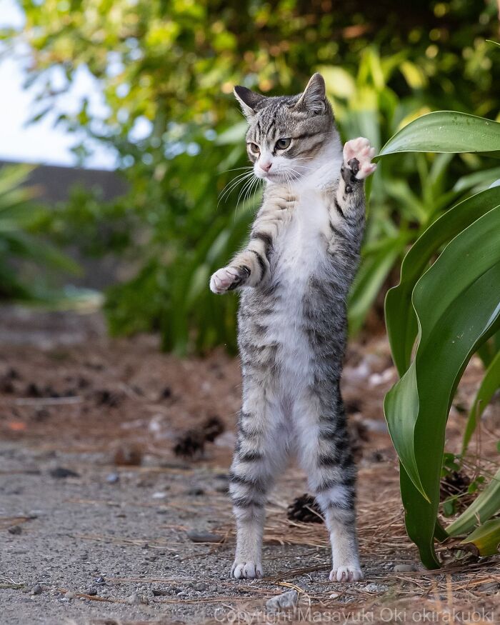 Gato callejero de Tokio en postura vertical, rodeado de plantas verdes y suelo arenoso en entorno urbano natural.