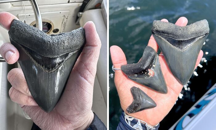 Dientes fósiles de tiburón encontrados en la playa, sorprendentes y raros hallazgos inesperados en la costa.