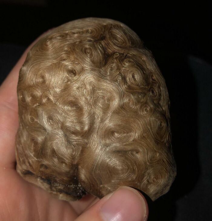 Objeto encontrado en la playa con textura inusual y formas onduladas, sorprendente hallazgo inesperado en la playa.