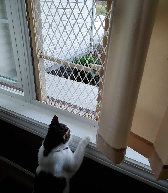 Gato junto a ventana con malla protectora como ejemplo de life hacks geniales que la gente realmente usa en casa.