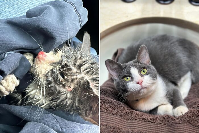 Gato antes y después de encontrar su hogar para siempre, mostrando su transformación y recuperación completa.