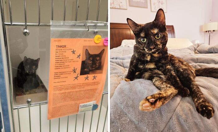 Gato antes y después de encontrar su hogar definitivo, mostrando transformación y mejora en su bienestar y apariencia.