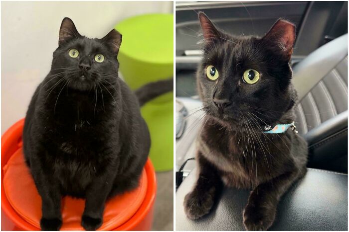 Gato negro con orejas recortadas en fotos antes y después mostrando su transformación y nuevo hogar para siempre.