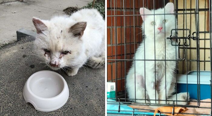 Gato antes y después de encontrar un hogar definitivo, mostrando la transformación y mejora en su salud y apariencia.