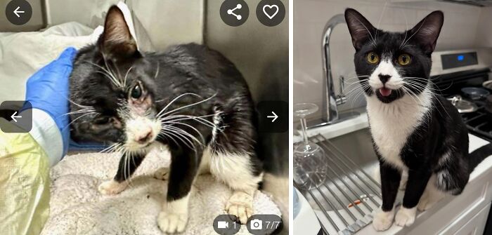 Gato antes y después de encontrar su hogar definitivo, mostrando transformación y mejora en su salud y bienestar.