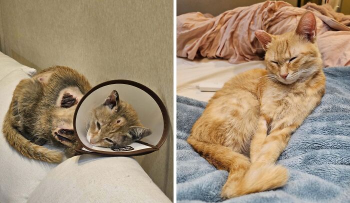 Gato antes y después de encontrar su hogar definitivo, mostrando recuperación y bienestar en un entorno cómodo y acogedor.