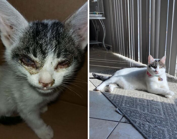 Gato antes y después de encontrar su hogar para siempre, mostrando una transformación notable en su salud y bienestar.