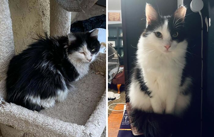 Gato antes y después de encontrar su hogar para siempre, mostrando cambio y recuperación en fotos comparativas.