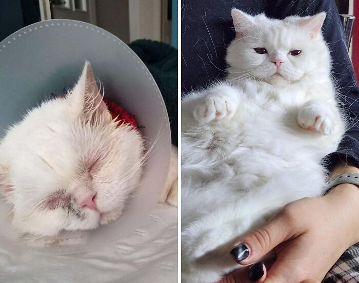 Gato blanco curioso antes y después en su nuevo hogar, mostrando su recuperación y felicidad tras encontrar su casa para siempre.