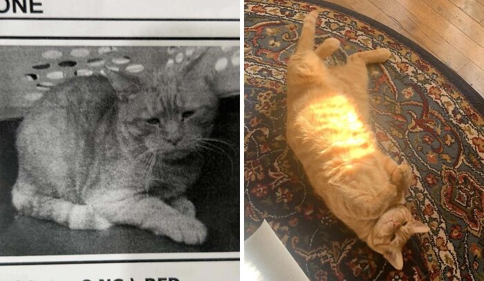 Gato que encontró su hogar para siempre, mostrando foto antes y después de su adopción feliz en casa.
