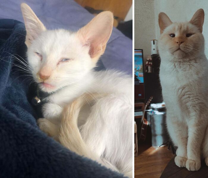 Gato antes y después de encontrar su hogar para siempre, mostrando su transformación y recuperación.