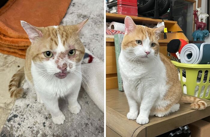 Gato antes y después de encontrar su hogar definitivo, mostrando recuperación y mejora en su aspecto y salud.
