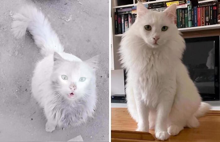 Gato blanco con sucio antes y después de encontrar un hogar permanente, mostrando transformación y cuidado.
