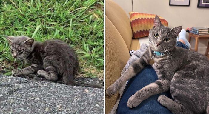 Gato antes y después de encontrar su hogar permanente, mostrando transformación y cuidado en un ambiente seguro y amoroso.