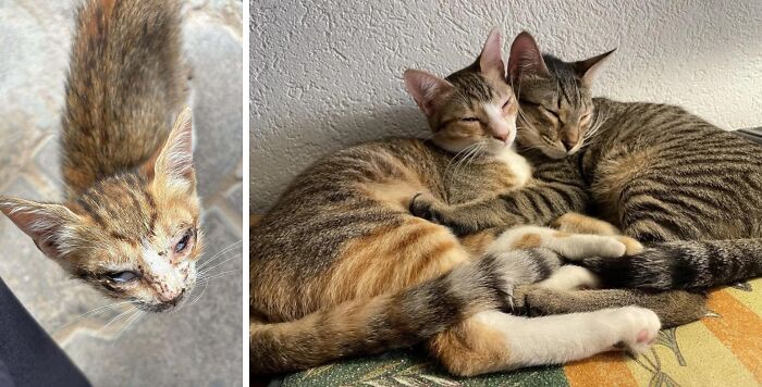 Gatos antes y después de encontrar sus hogares para siempre, mostrando transformación y bienestar en lindo entorno hogareño.