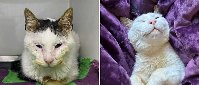 Gato antes y después de encontrar un hogar para siempre, mostrando transformación y bienestar felino.