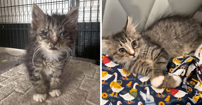 Gatito antes y después de encontrar su hogar permanente mostrando gran mejora y bienestar en ambos estados.