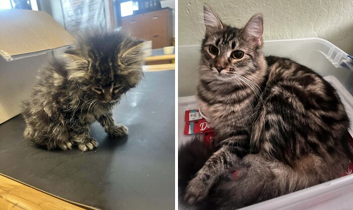 Gato antes y después mostrando el cambio al encontrar su hogar definitivo en fotos de transformación de gatos.
